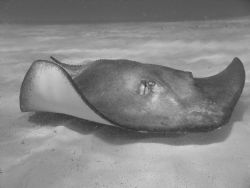 Stingray B/W taken with Sony Cybershot 4.1MP in the Bahamas by Kelly N. Saunders 